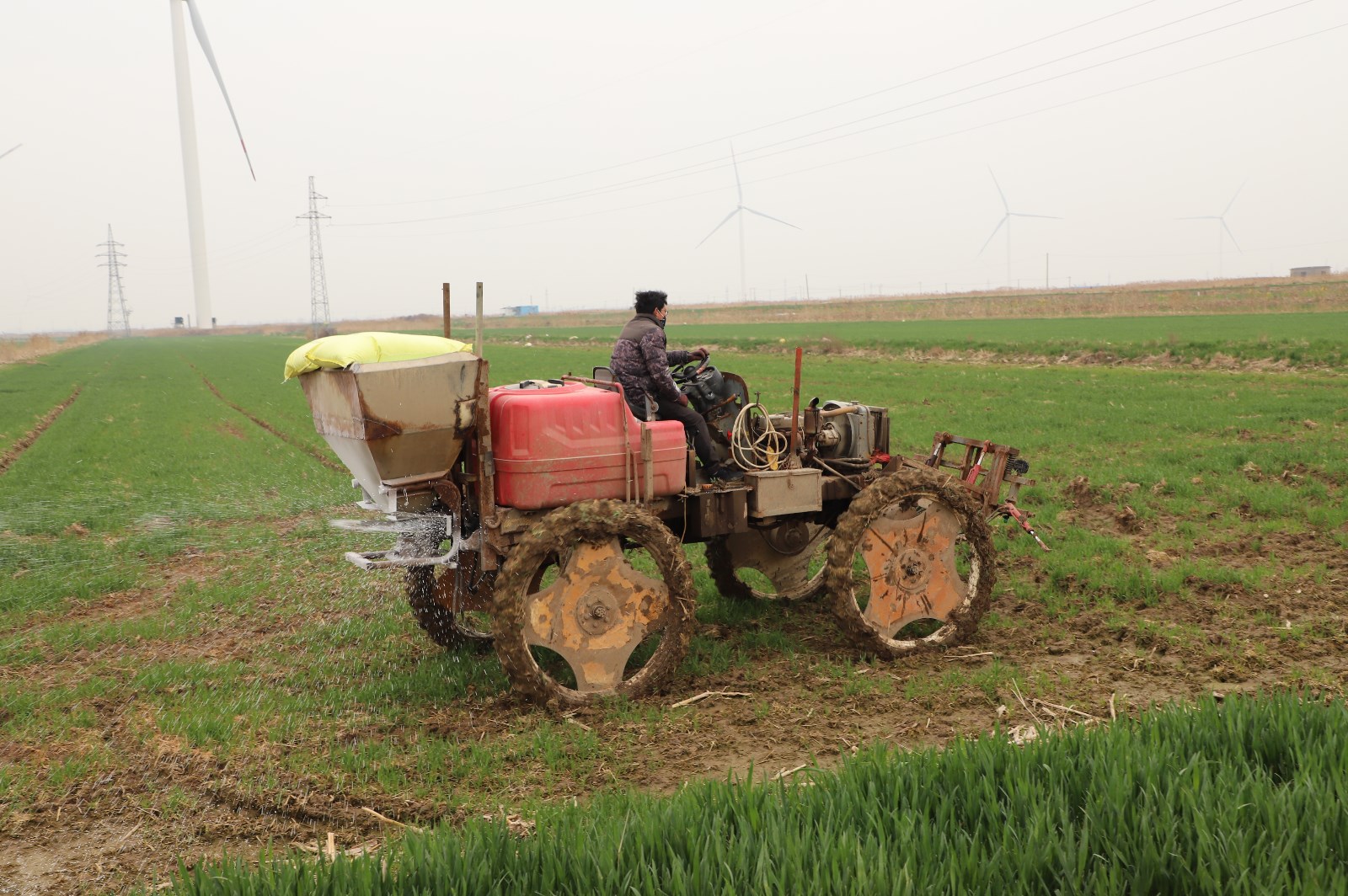 農田小麥撒化肥.JPG